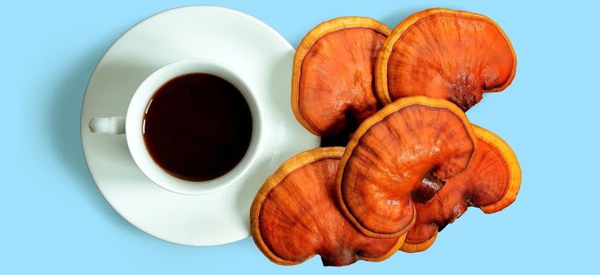 خواص قارچ گانودرما