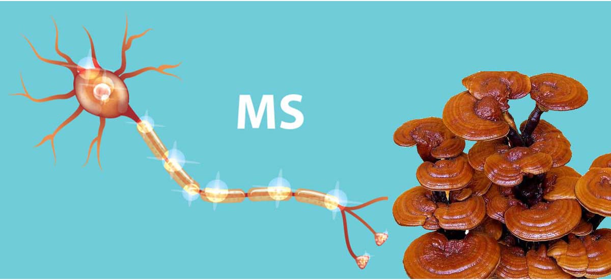 خواص قهوه گانودرما برای ام اس