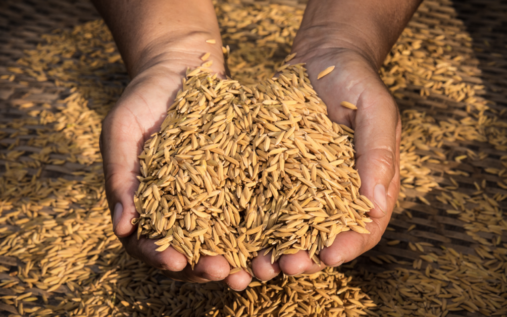 فواید بی‌نظیر سبوس برنج قهوه ای بین استار