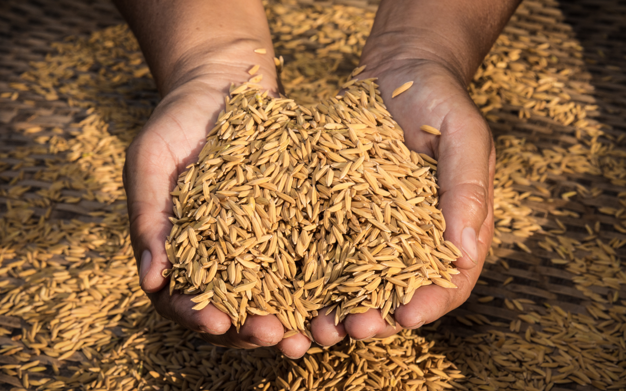 فواید بی‌نظیر سبوس برنج قهوه ای بین استار