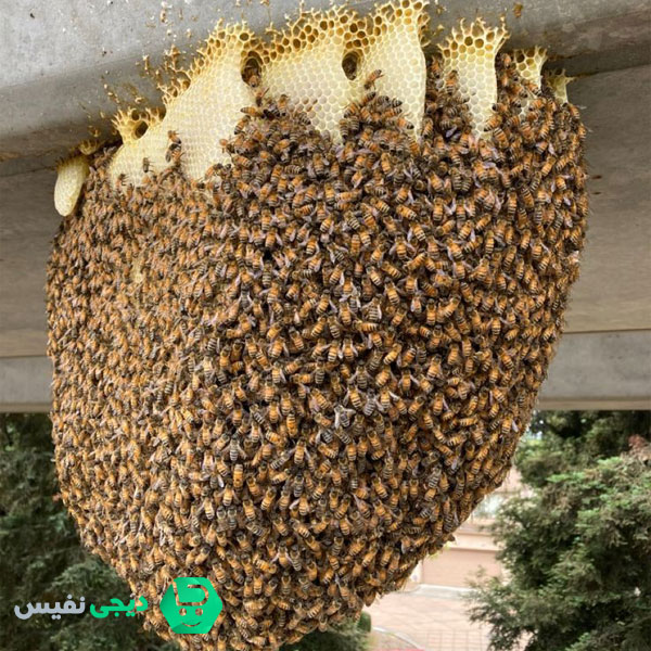 خرید عسل طبیعی از زنبوردار | خرید عسل طبیعی وحشی