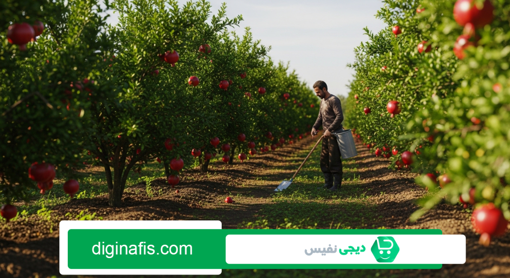 بهترین کود برای درخت انار