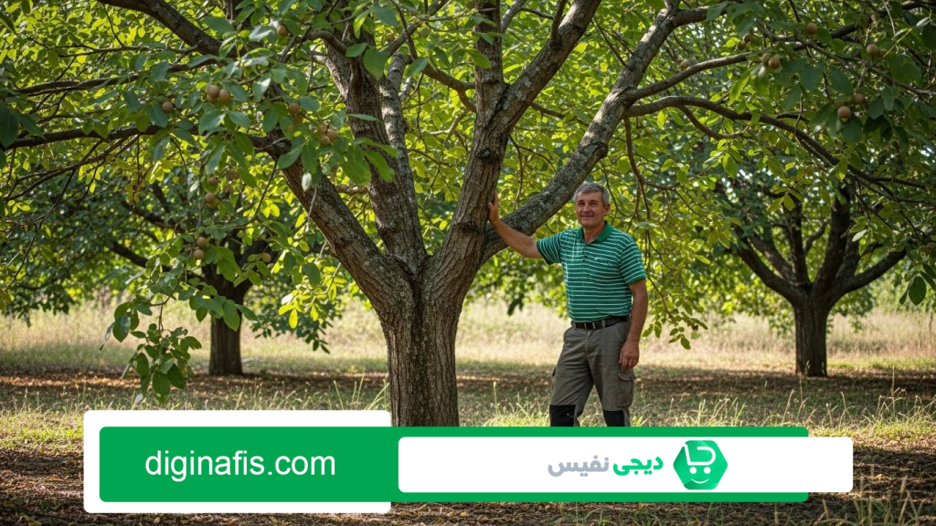 بهترین کود برای درخت گردو