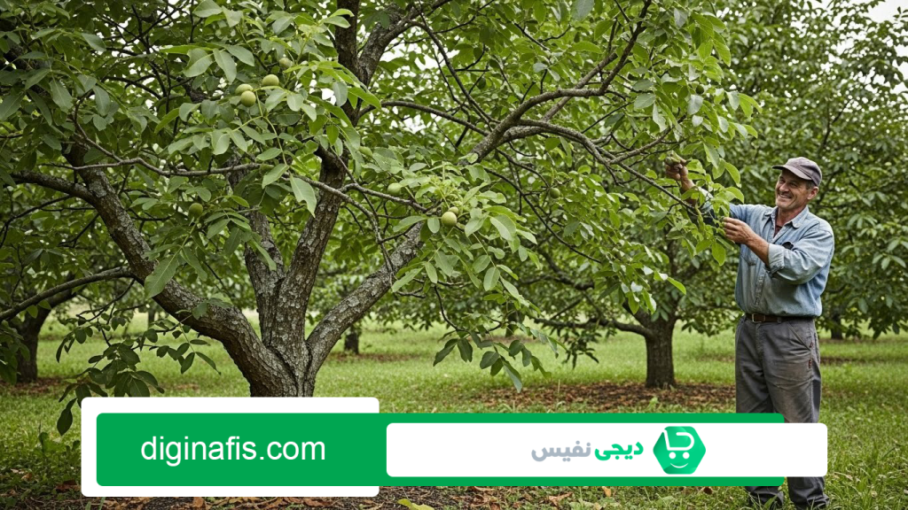 بهترین کود برای درخت گردو